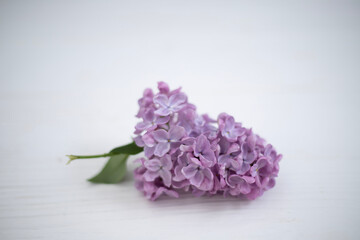 Lilac flowers on a light background lie on the table isolate
