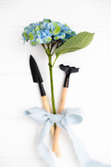 Hydrangea flowers and garden tools on a white background