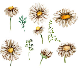 White chamomile flowers set. For nursery, baby shower, invitation for birthday party. Watercolor illustration for greeting card, posters, stickers, packaging.