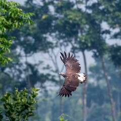 The freedom fish eagle flies into the sky. Behind the greeneries. 