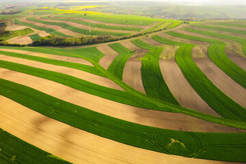 Interesting and original spring field arranged in lines - South Moravia in the Czech Republic.