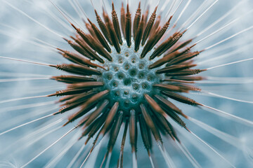 beautiful dandelion flower in springtime, blue and white background