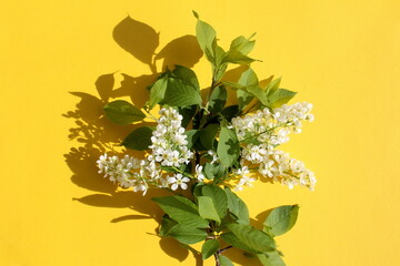 On a yellow background lies a branch of white bird cherry flowers.