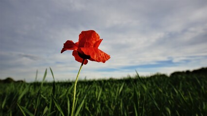 poppy against cloudy sky as background