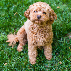 Cute Cavapoo