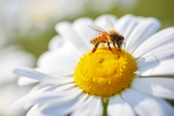 Bee and flower. Close up of a bee collects honey on a daisy flower on a sunny day.