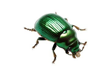 Green June Beetle Insect Isolated on Transparent Background. AI - obrazy, fototapety, plakaty