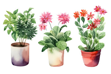 Fototapeta na wymiar Watercolor of minimal Flowers Houseplant blooming isolated on clear png background, elements natural botanical, leaves, flowers and herbs, set of tree plant collection, with Generative Ai.