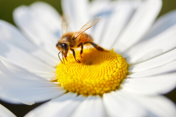 Bee and flower. Close up of a bee collects honey on a daisy flower on a sunny day.