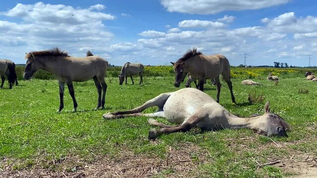 Konik horses grazing and relaxing in the summer sun in the Dutch National Park Biesbosch, a freshwater tidal wetland nature and recreation area in Brabant, South Holland in the Netherlands.