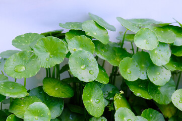 Fresh green Centella asiatica with water droplets on a white background.