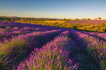 Summer, sunny and warm view of the lavender fields in Provence near the town of Valensole in France. Lavender fields have been attracting crowds of tourists to this region for years.
