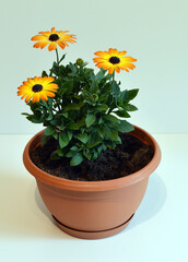 African Daisy , yellow violet flower - varieties , Sunset , to the terrace or balcony - on a white gradient background