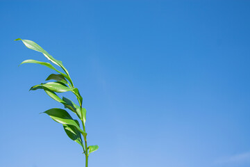 Green leaf, blue sky. Lonely branch on a blue background with space for text. Natural eco background, cover design, of Natural floral nature and plant theme, presentation.