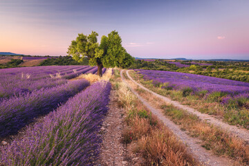 Summer, sunny and warm view of the lavender fields in Provence near the town of Valensole in France. Lavender fields have been attracting crowds of tourists to this region for years.