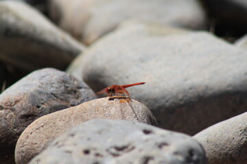 dragonfly on a stone