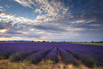 Obraz na płótnie Canvas Summer, sunny and warm view of the lavender fields in Provence near the town of Valensole in France. Lavender fields have been attracting crowds of tourists to this region for years.