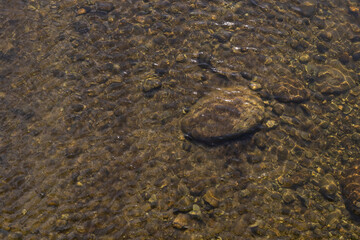crocodile on the beach
