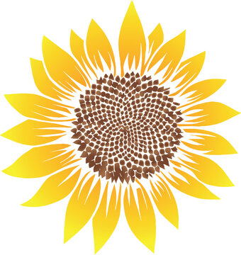 sunflower flower with seeds vector image on white