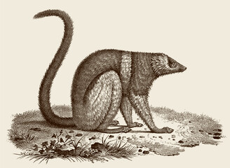Critically endangered black-and-white ruffed lemur varecia variegata sitting on ground, after antique copperplate © M