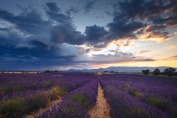 Obraz premium Summer, sunny and warm view of the lavender fields in Provence near the town of Valensole in France. Lavender fields have been attracting crowds of tourists to this region for years.