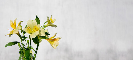 Yellow bouquet of alstroemeria flowers on a gray background. With copy space.
