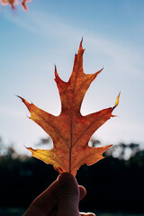 maple leaf in hand