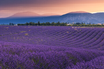 Fototapeta na wymiar Summer, sunny and warm view of the lavender fields in Provence near the town of Valensole in France. Lavender fields have been attracting crowds of tourists to this region for years.