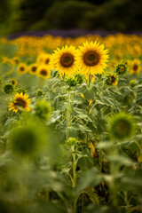 Summer, sunny and warm view of the sunflower fields in Provence near the town of Valensole in France. Also Lavender fields have been attracting crowds of tourists to this region for years.
