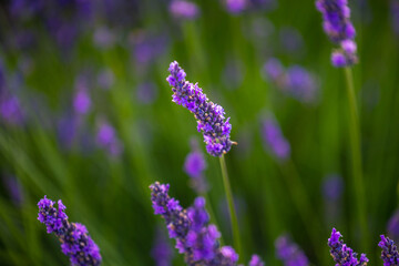Summer, sunny and warm view of the lavender fields in Provence near the town of Valensole in France. Lavender fields have been attracting crowds of tourists to this region for years.