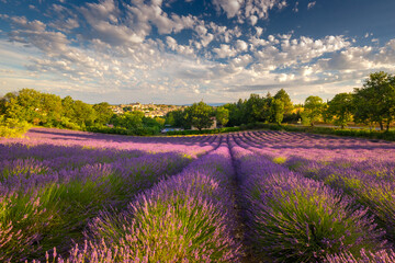 Summer, sunny and warm view of the lavender fields in Provence near the town of Valensole in France. Lavender fields have been attracting crowds of tourists to this region for years.
