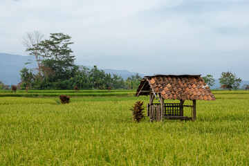 The hut in the rice field, west java