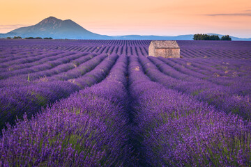 Naklejka na ściany i meble Summer, sunny and warm view of the lavender fields in Provence near the town of Valensole in France. Lavender fields have been attracting crowds of tourists to this region for years.