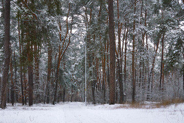 Fototapeta premium Winter quiet alley for healthy walks in a forest park among pines