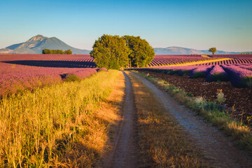 Fototapeta premium Summer, sunny and warm view of the lavender fields in Provence near the town of Valensole in France. Lavender fields have been attracting crowds of tourists to this region for years.
