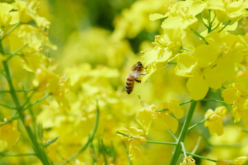 Pracowite pszczoły na polu rzepaku zbierają nektar i pyłek, pożytek na miód, propolis.