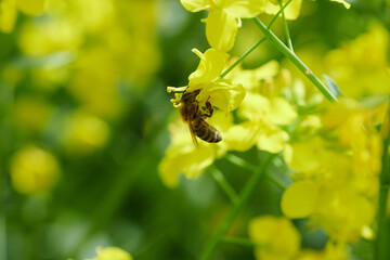 Pracowite pszczoły na polu rzepaku zbierają nektar i pyłek, pożytek na miód, propolis. © Tomasz