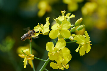 Pracowite pszczoły na polu rzepaku zbierają nektar i pyłek, pożytek na miód, propolis. - obrazy, fototapety, plakaty