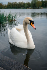 white swan on the lake