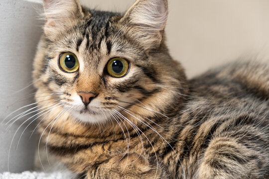 Portrait of a striped fluffy cat looking at a camera indoors