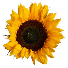 Sunflower flower on a transparent background