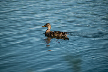 duck on the water