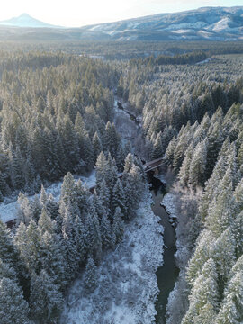 Morning view of the snow covered forest
