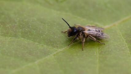 Andrena flavipes, Yellow footed Mining Bee, Abeille à pattes jaunes