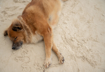 Dog Sleeping On The Sand