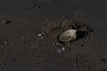 jellyfish on the beach