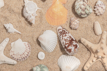 Summer background of seashells on sand. Summer vacation on the sea