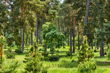 Bright green sunny summer forest with firs and lush grass