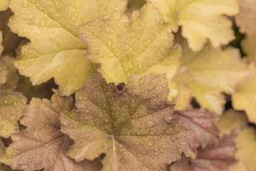 Natural background of orange Heuchera leaves with water drops. Blurred focus.