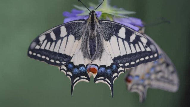 a splendid newborn papilio machaon on a flower, papilionid macro
